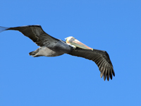 Photographs of Pelicans and Cormorants